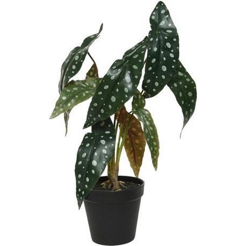 Philo In Pot Fibre804208