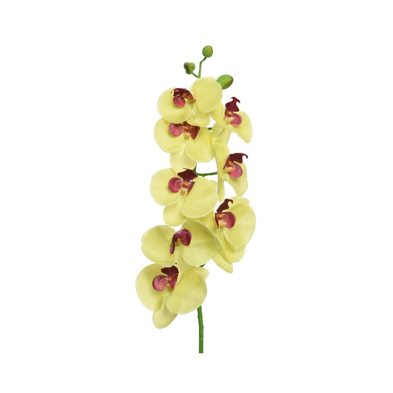 Yellow Orchid on Stem800517