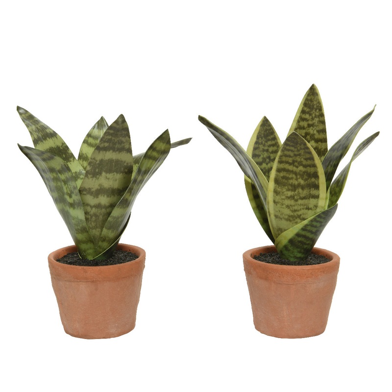 Sanseviera in Pot Plastic804206