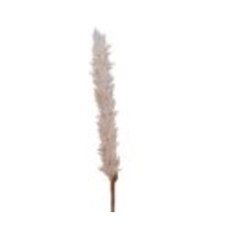 Pam Grass On Stem220358