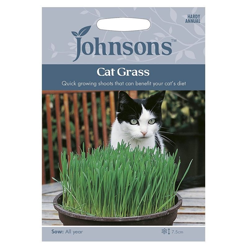 Johnsons Cat Grass – Avena sativa Seeds