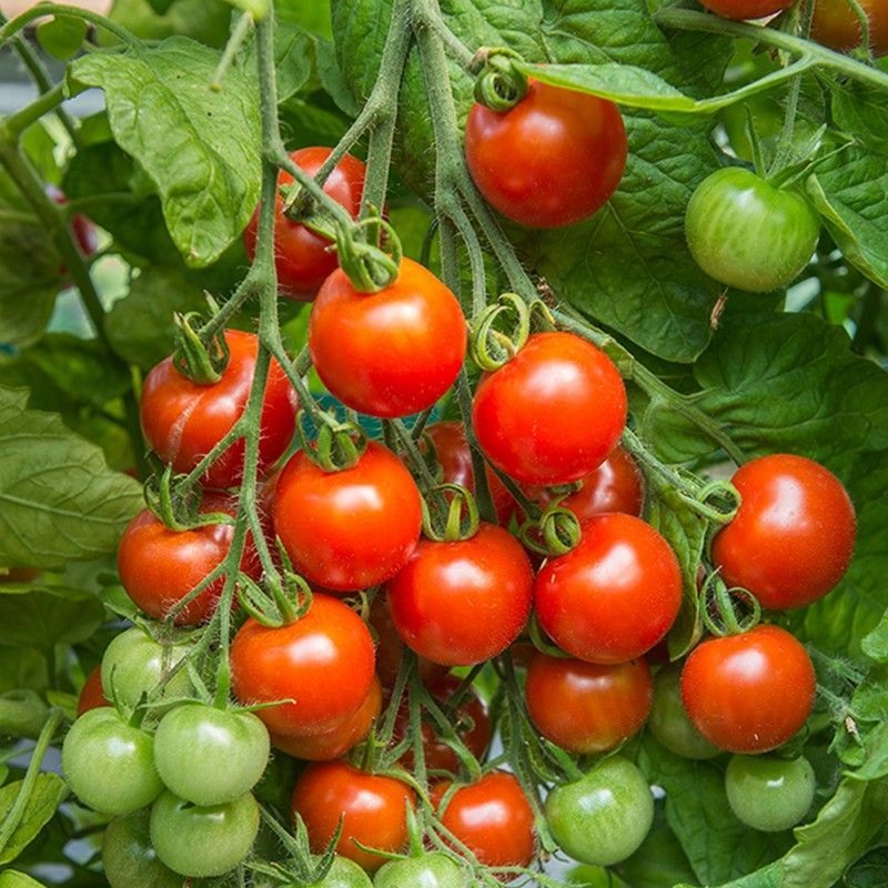 Johnsons Tomato Gardener’s Delight Seeds